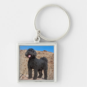 Porte-clés États-Unis, Californie. Labradoodle debout