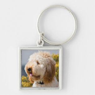 Porte-clés États-Unis, Californie. Portrait de Labradoodle 3