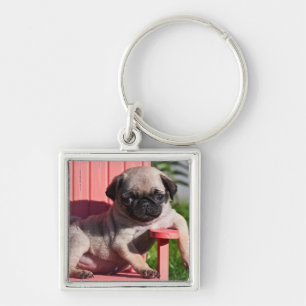 Porte-clés États-Unis, Californie. Pug chiot avachi