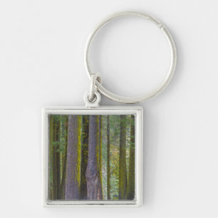 Porte-clés États-Unis, Californie. Troncs d'arbres couverts d