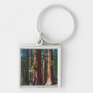 Porte-clés États-Unis, Californie. Troncs d'arbres séquoias,