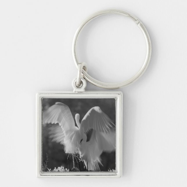 Porte-clés États-Unis, Floride, Grande Aigrette (Ardea alba)  (Devant)