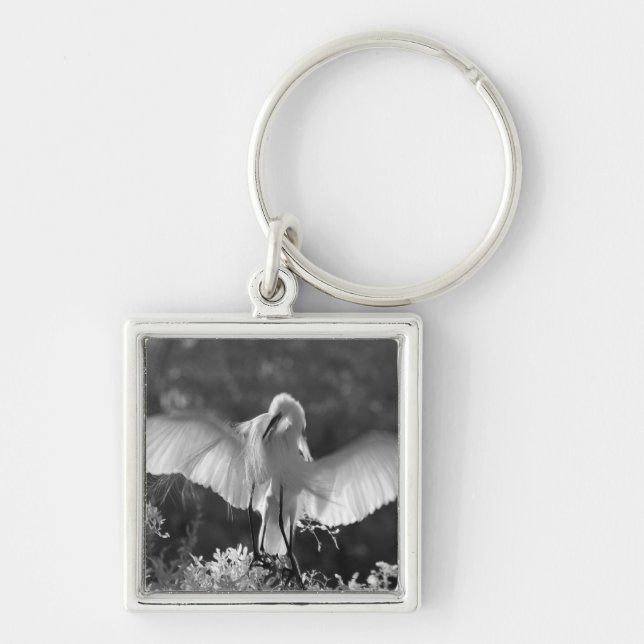 Porte-clés États-Unis, Floride, Grande Aigrette (Ardea alba)  (Devant)