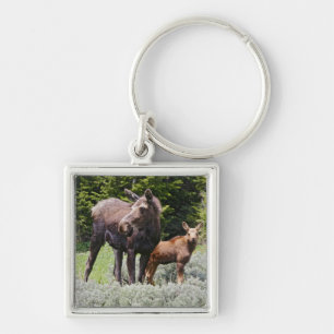 Porte-clés États-Unis, Wyoming, Montagnes Bighorn, élan Alces