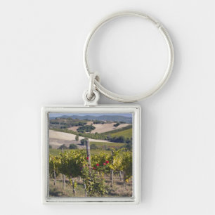 Porte-clés Europe, Italie, Ombrie, près de Montefalco, vignob