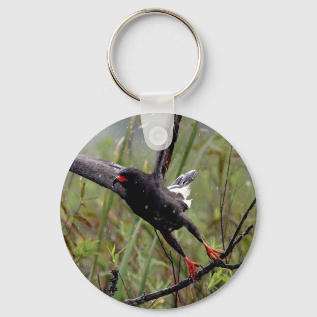 Porte-clés Everglades Snail Kite #1 keychain (Recto)