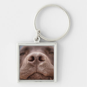 Porte-clés Fermeture du nez du Labrador au chocolat