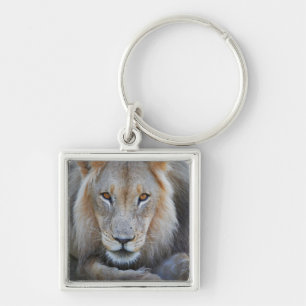 Porte-clés fermez-vous d'un lion masculin, Panthera Lion,