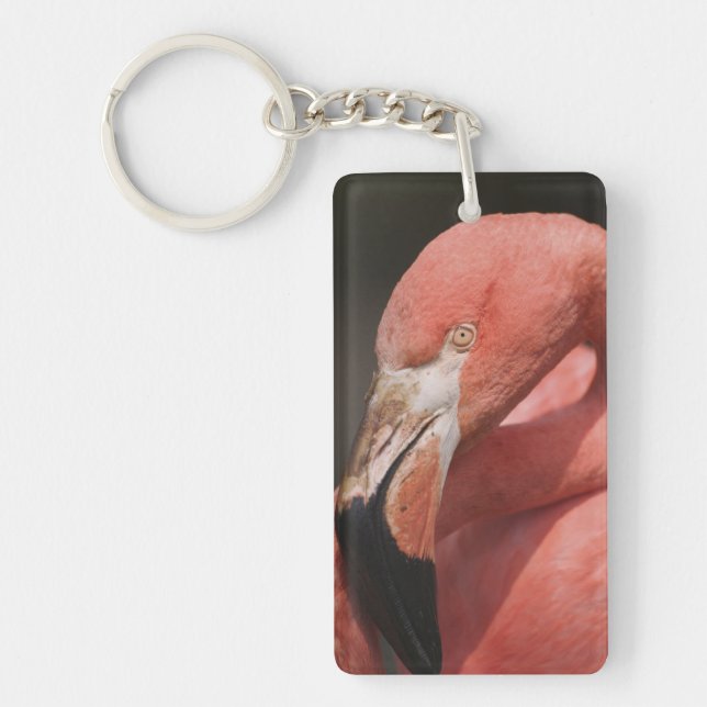 Porte-clés Flamant du Chili, Phoenicopterus chilensis (Devant)