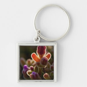 Porte-clés Fleur de succulente colorée en contre-jour avec bo