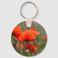 Fleurs de pavot commun dans un champ.