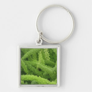 Porte-clés Fougère queue de renard, Asparagus densiflorus mye