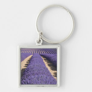 Porte-clés France, Provence. Rangées de lavande en fleurs. 3