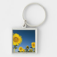 France, Provence, Valensole. Les tournesols se dre