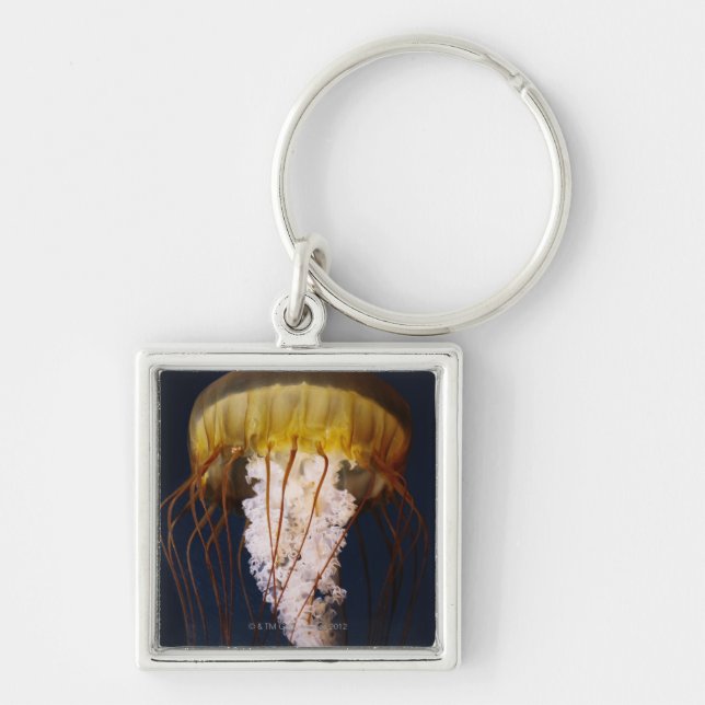 Porte-clés Fuscescens de Chrysaora, ortie Pacifique de mer (Devant)