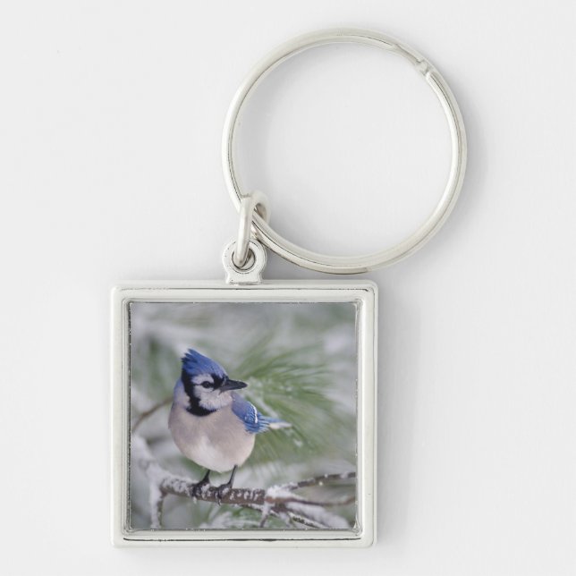 Porte-clés Geai bleu, Cyanocitta cristata (Devant)