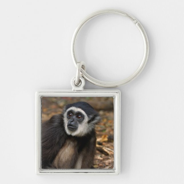 Porte-clés Gibbon à mains blanches (Hylobates Lar), Monkeylan (Devant)