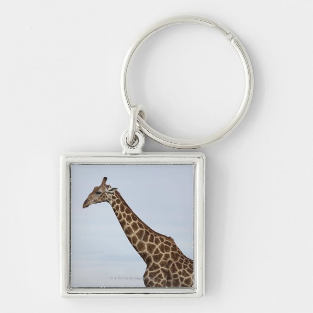 Porte-clés Girafe (camelopardalis de Giraffa), Chobe P (Devant)