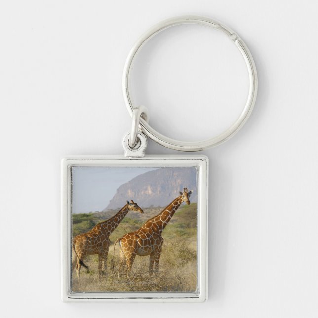 Porte-clés Girafe somalienne, girafe réticulée, Giraffa (Devant)