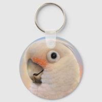 Goffin Tanimbar Corella Cockatoo