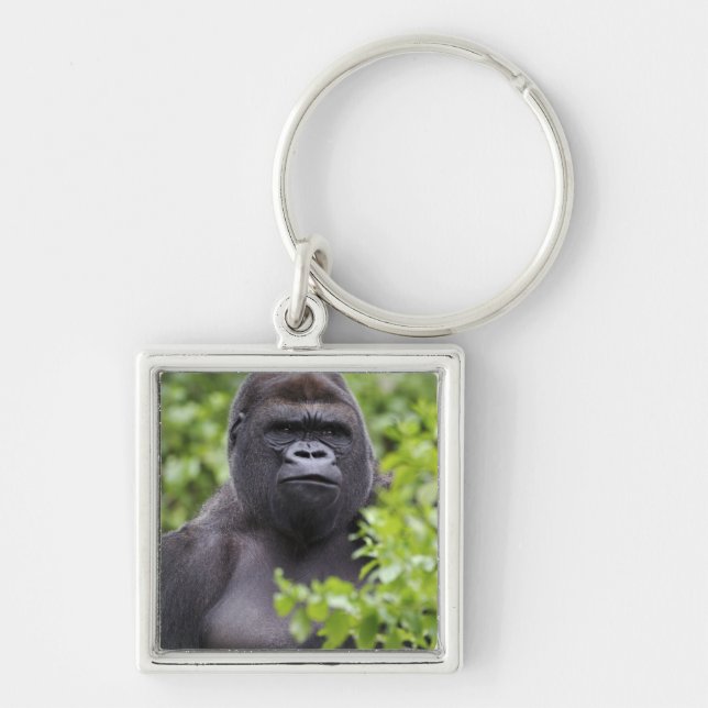 Porte-clés Gorille des plaines à dos argenté, Gorilla gorilla (Devant)