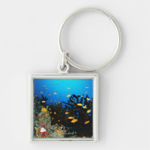 Porte-clés Grand groupe de natation de poissons de Goldie de