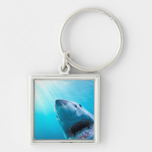 Porte-clés Grand requin blanc Afrique du Sud