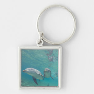 Porte-clés Grands dauphins Tursiops truncatus