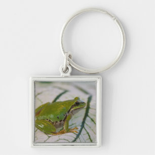 Porte-clés Grenouille arboricole du Pacifique sur des fleurs 