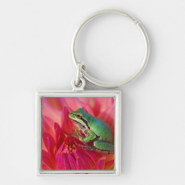 Porte-clés Grenouille arboricole du Pacifique sur des fleurs  (Devant)