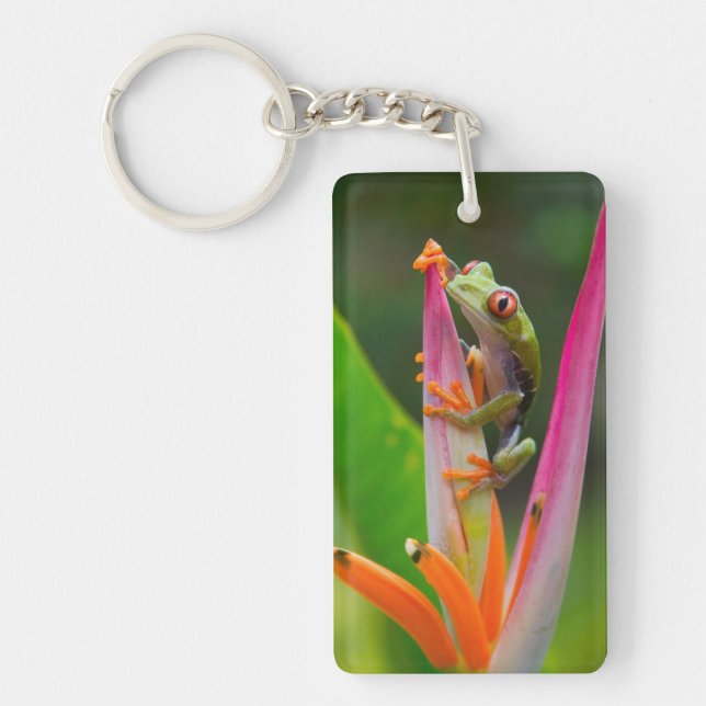 Porte-clés Grenouille aux yeux rouges, Costa Rica (Devant)
