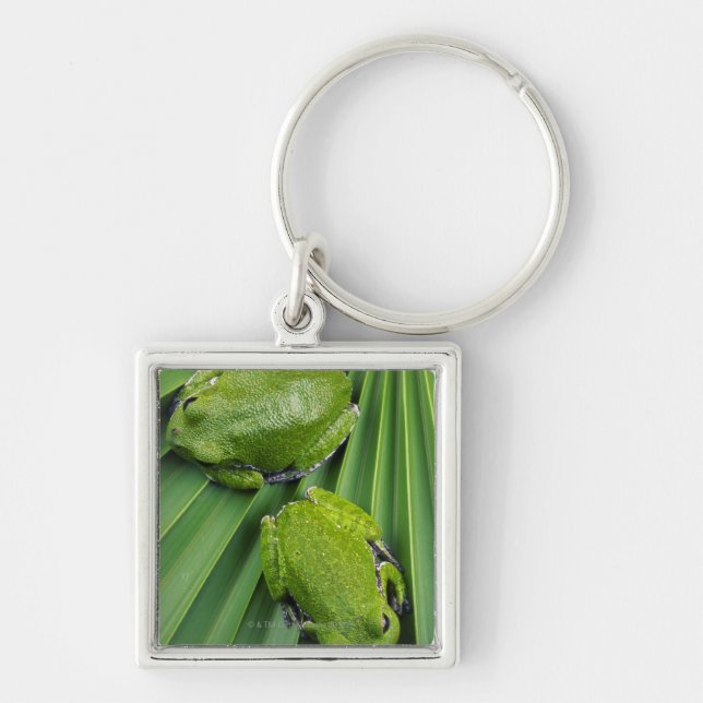 Porte-clés Grenouille d'arbre d'écorcement (gratiosa de hyla) (Devant)