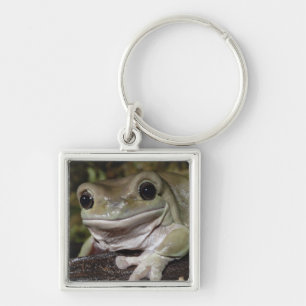 Porte-clés Grenouille d'arbre trapue. Grenouille de sourire.