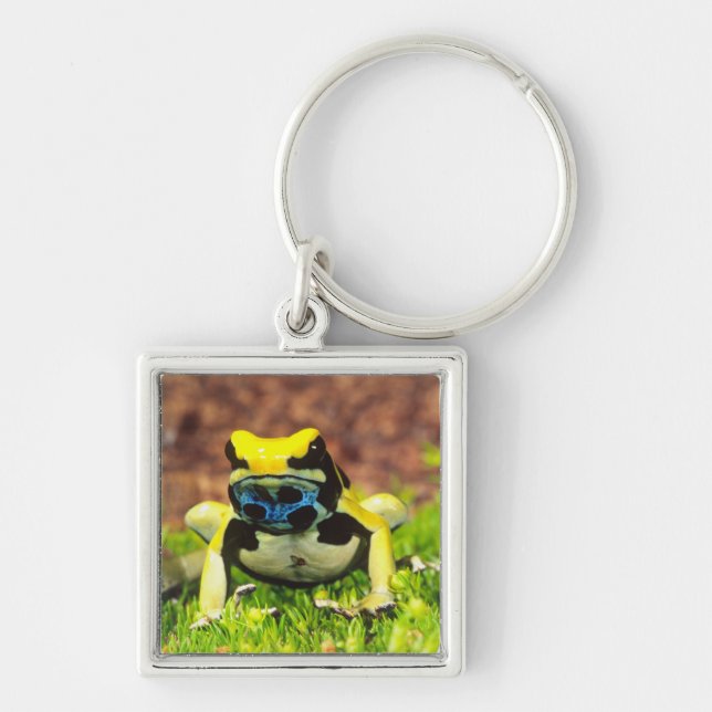 Porte-clés Grenouille empoisonnée, Dendrobates tinctorius, (Devant)