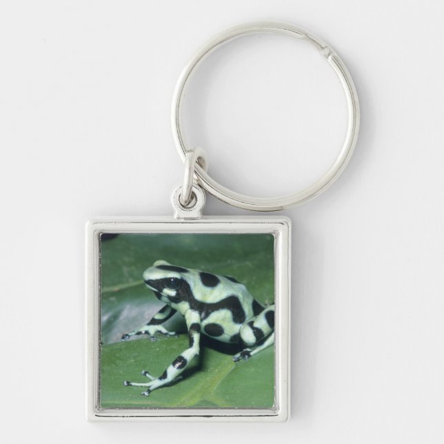 Porte-clés Grenouille flèche empoisonnée, (Dendrobates auratu (Devant)