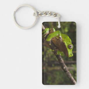 Porte-clés grenouille géante à feuilles (Phyllomedusa bicolor