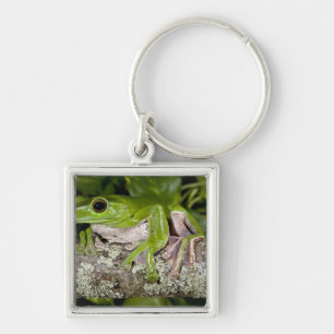 Porte-clés Grenouille géante glissante, Polypedates dennysi s
