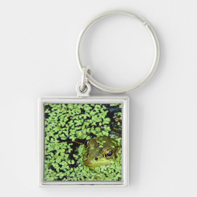Porte-clés Grenouille mugissante (adspersus de Pyxicephalus) (Devant)