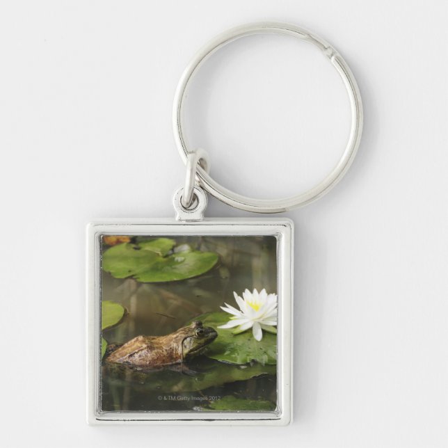 Porte-clés Grenouille mugissante dans l'étang de lis (Devant)