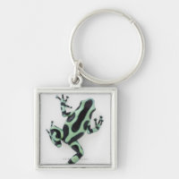 Grenouille noire et verte 2 de dard de poison