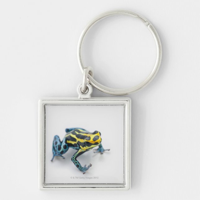 Porte-clés Grenouille noire, jaune et bleue de dard de poison (Devant)