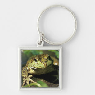 Porte-clés Grenouille taureau.