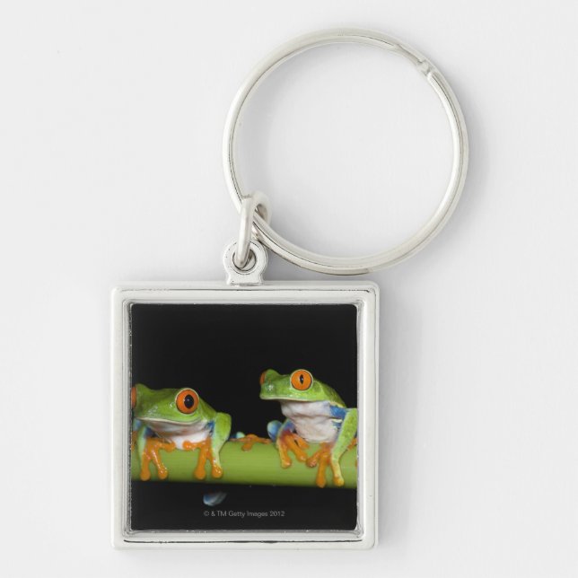Porte-clés Grenouilles d'arbre aux yeux rouges (callidryas (Devant)