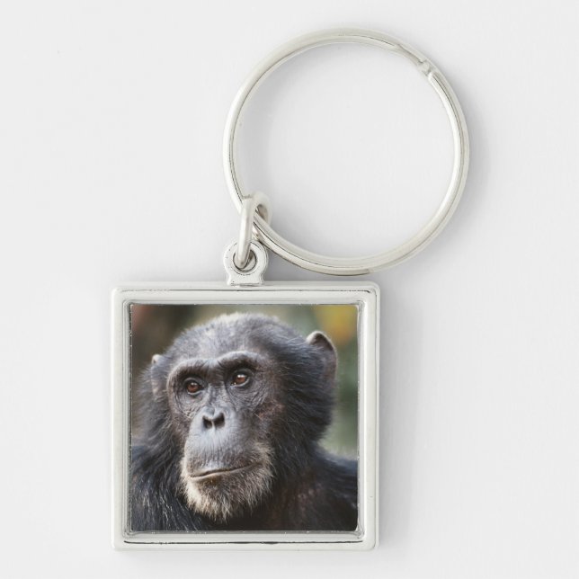 Porte-clés Gros plan sur un chimpanzé mâle (Devant)