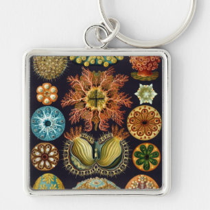 Porte-clés Haeckel