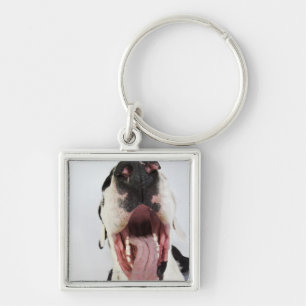 Porte-clés Harlequin great dane avec la bouche ouverte, plan
