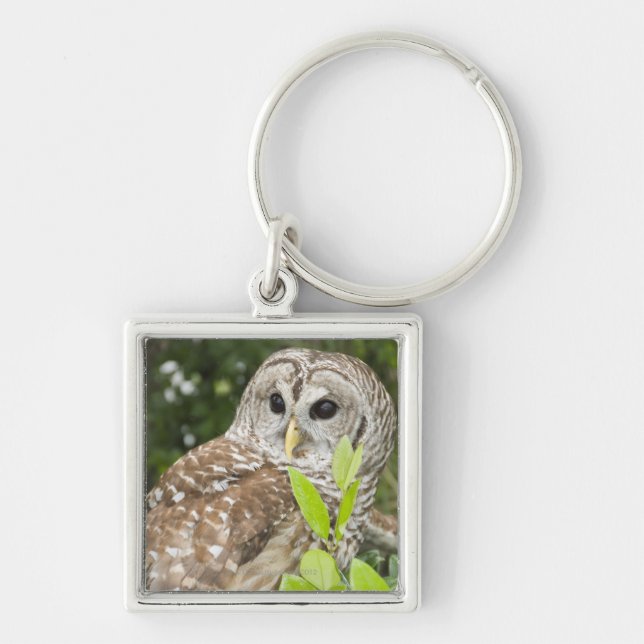 Porte-clés Hibou barré (Devant)