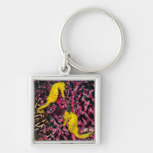 Porte-clés Hippocampe commun Taeniopterus de l'hippocampe  