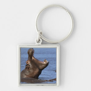 Porte-clés Hippopotame (amphibius d'hippopotame) dans