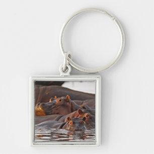 Porte-clés Hippopotame, Hippopotamus amphibius, Lac